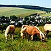 Pferdehof Bretschneider