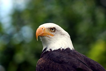 Sächsischer Adler- und Jagdfalkenhof