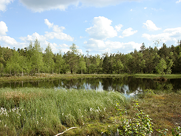 Hormersdorfer Hochmoor