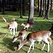 Wildtiergehege am Pöhlberg