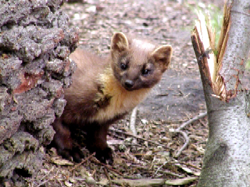 Wildgatter Oberrabenstein