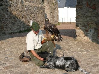 Falknerei Lauenstein