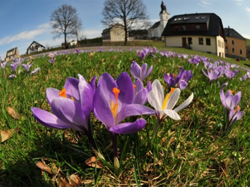 Drebacher Krokuswiesen