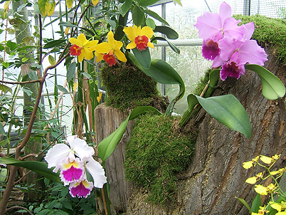 Chemnitz Botanischer Garten: Orchideenschau 2009