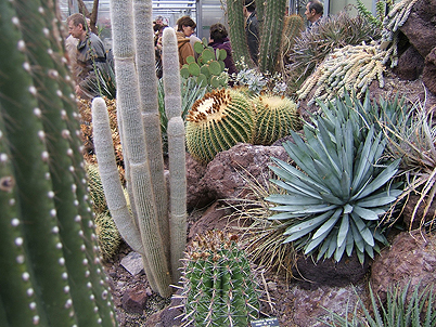 Chemnitz Botanischer Garten: Kakteenschau