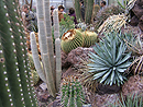 Chemnitz Botanischer Garten: Kakteenschau