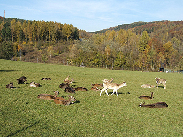 Herbst im Kurpark Bad Schlema Hirschgehege