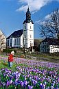 Krokuswiesen vor der Kirche Drebach